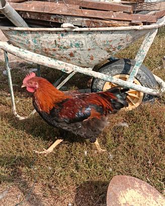 Gallo marans