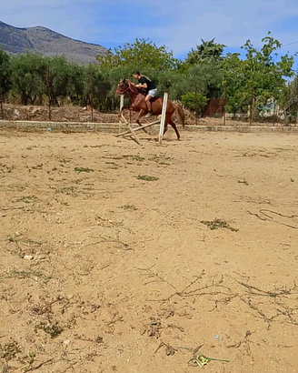 Puledra sa salto