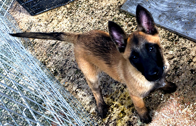Cuccioli pastore belga malinois