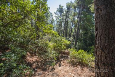 TERRENO BOSCHIVO CON VISTA MARE