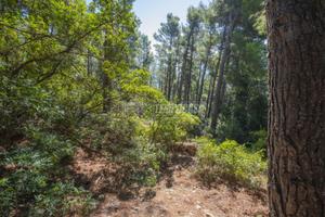 TERRENO BOSCHIVO CON VISTA MARE