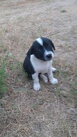 Cucciolo di cane