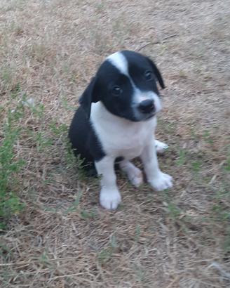 Cucciolo di cane