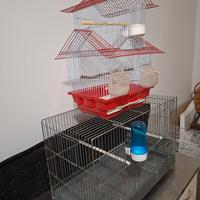 gabbie canarini cocoriti 