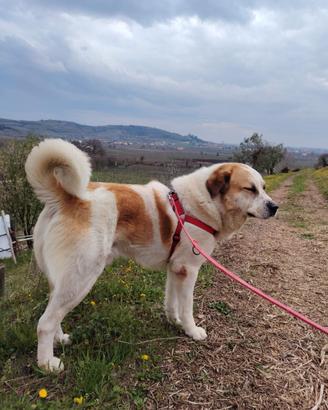 Cuccioli taglia grande