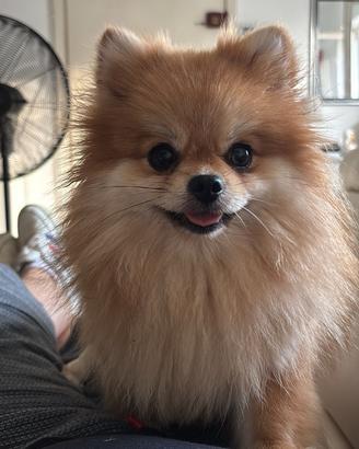 Spitz di pomerania
