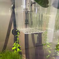 Avannotti Black Molly