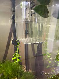 Avannotti Black Molly