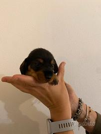 Bassotto tedesco a pelo duro