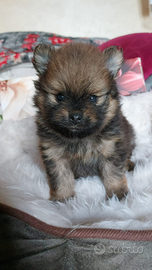 SPITZ POMERANIA NANO con pedigree Enci