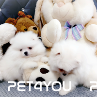 Cuccioli di taglia molto piccola ANCHE A RATE