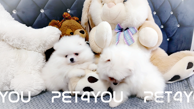 Cuccioli di taglia molto piccola ANCHE A RATE