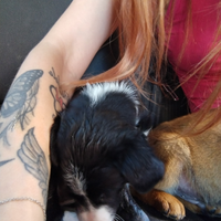 Cucciola meticcia
