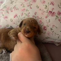 Disponibile barboncino Toy femminuccia