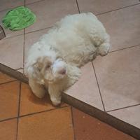Cuccioli di Lagotto Romagnolo