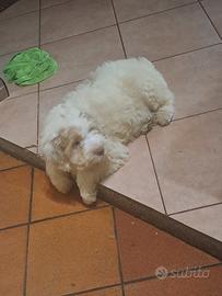 Cuccioli di Lagotto Romagnolo