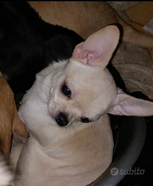 Chihuahua 500 maschietto