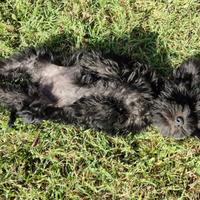 Cuccioli schnauzer nano NERI