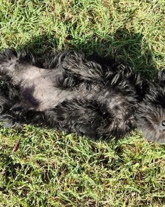 Cuccioli schnauzer nano NERI