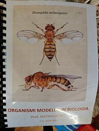 Libro organismi modello in biologia