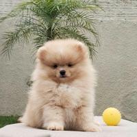 VOLPINO - VOLPINI SPITZ di POMERANIA pag. 12 mesi