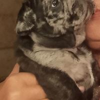 Cucciolotto di bulldog francese Catania via Wrzi