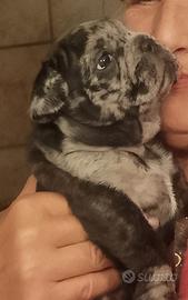 Cucciolotto di bulldog francese Catania via Wrzi