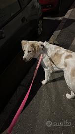 Canina di 2 anni meticcia