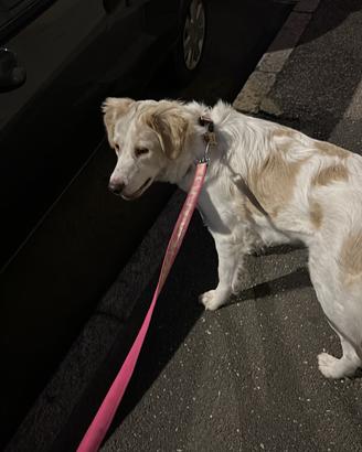 Canina di 2 anni meticcia