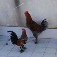 Gallo marans, millefiori e auracana