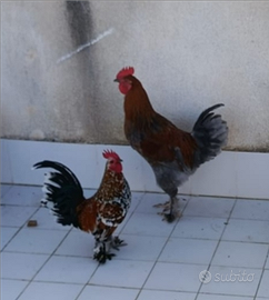 Gallo marans, millefiori e auracana
