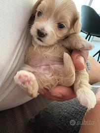 Cuccioli maltipoo