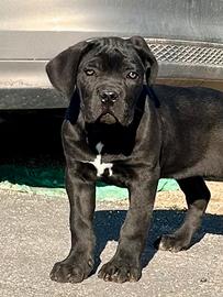 Cucciolo cane corso nero prima scelta