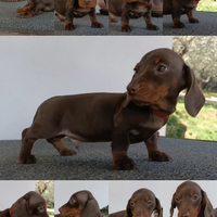 Bassotti cioccolato con Pedigree ENCI