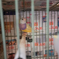 Femmina diamanti di gould