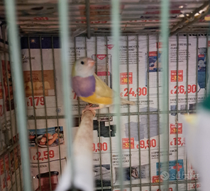 Femmina diamanti di gould