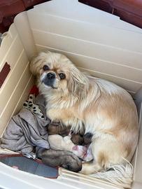 Cani razza pechinese