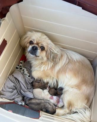 Cani razza pechinese