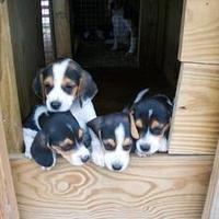 Beagle cuccioli deliziosi