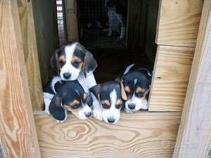 Beagle cuccioli deliziosi