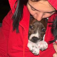 Cuccioli pitbull