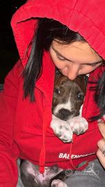 Cuccioli pitbull