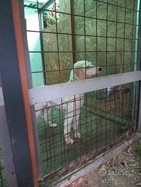 Cane da tartufi