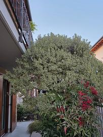 Pianta da giardino 