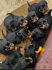 Cuccioli di rottweiler