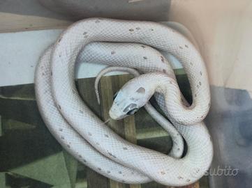 Pantherophis guttatus Serpente del Grano