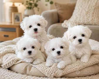 Cuccioli di cane maltese mini