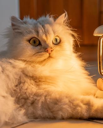 British Longhair Silver Shaded con Pedigree ENFI