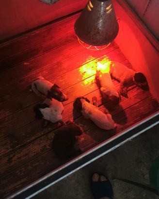 Cuccioli di kurzhaar bracco tedesco
