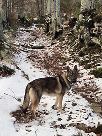 Cane Lupo Cecoslovacco